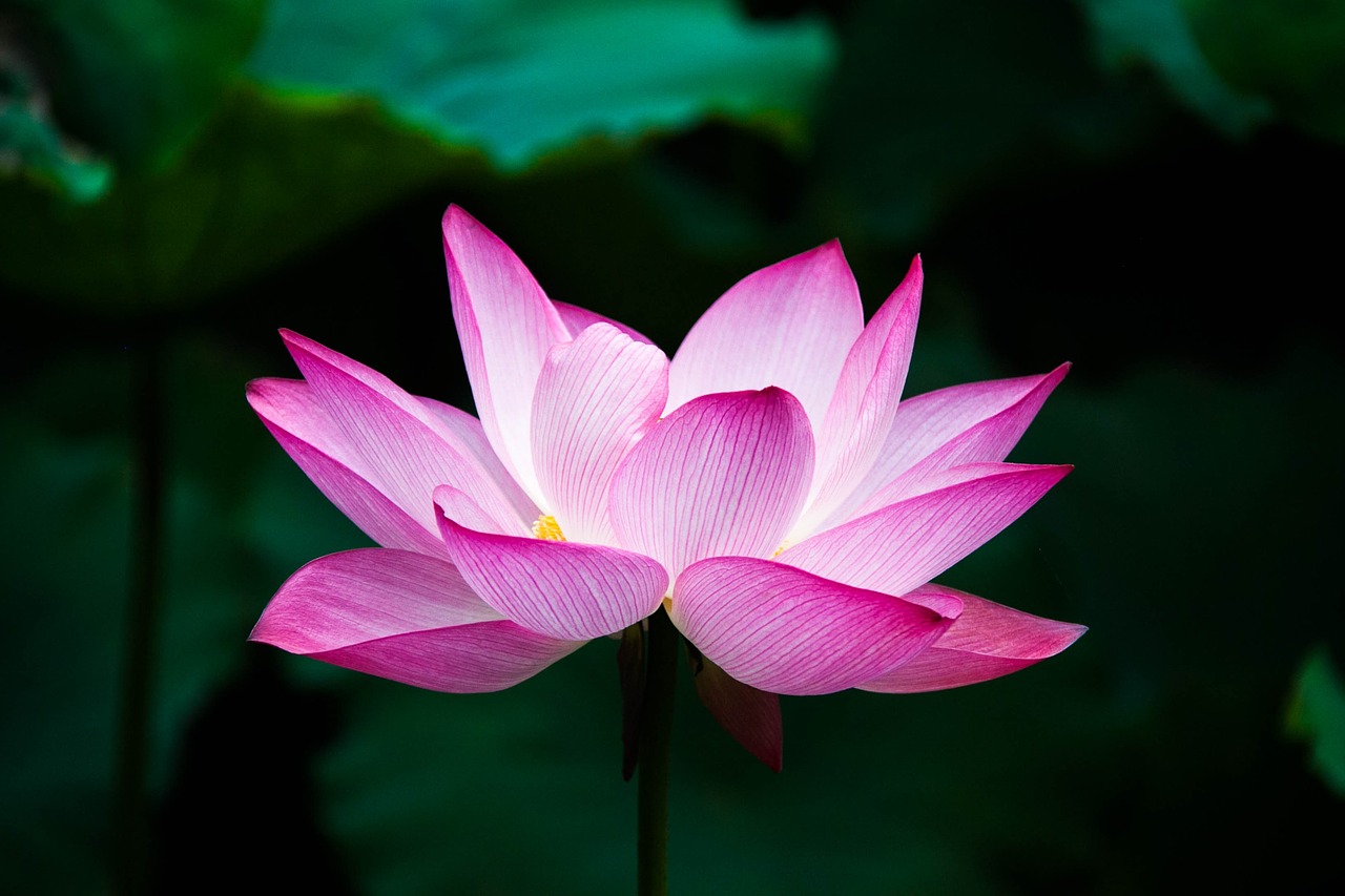 lotus flower summer free photo