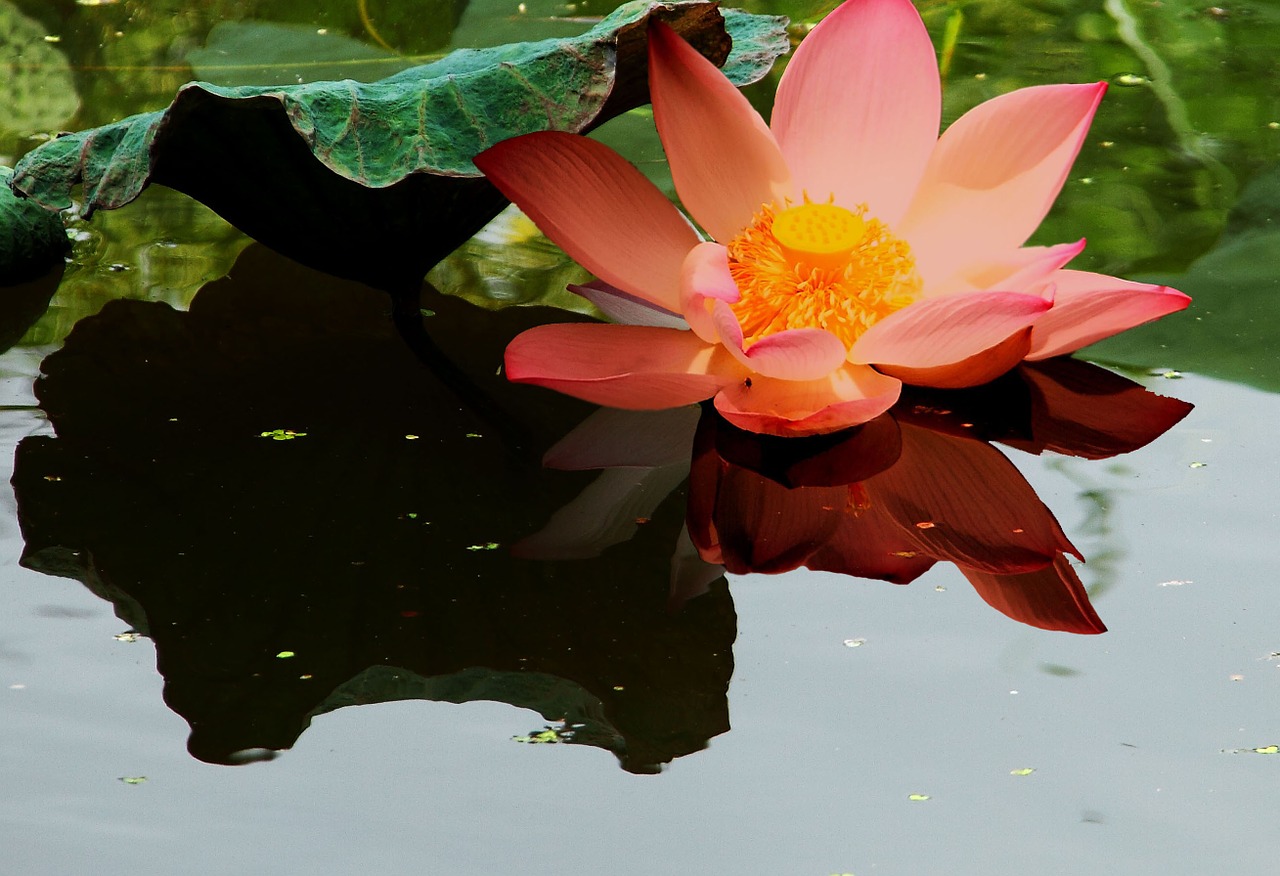 lotus flower pond free photo