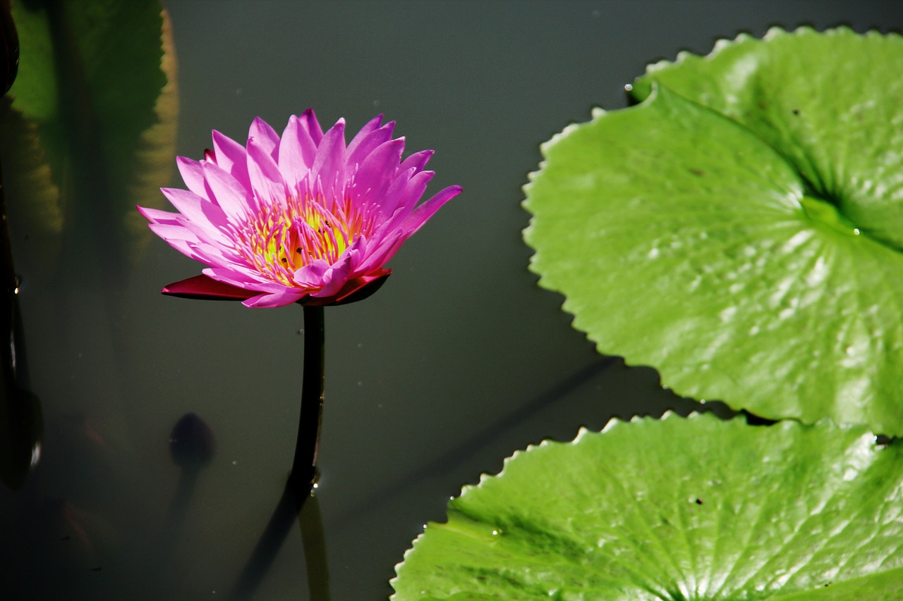 lotus pond leaf free photo