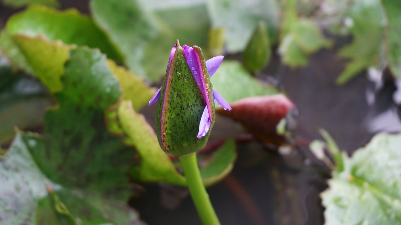 lotus flowers flower free photo