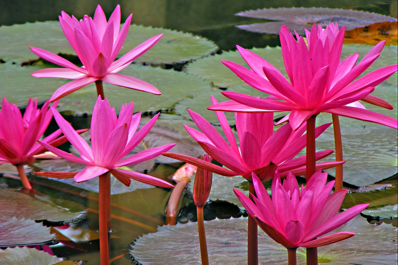 lotus water lily flowers free photo