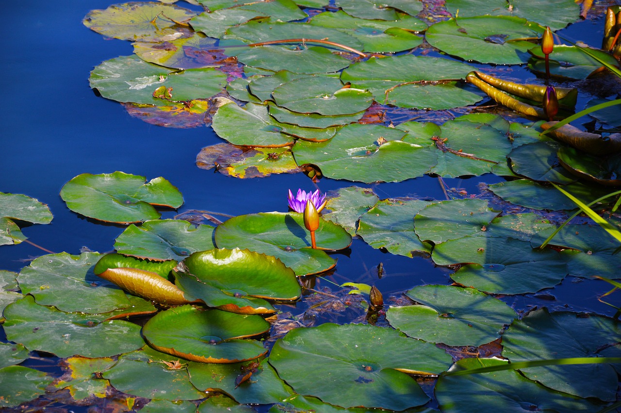 lotus water lily plant free photo