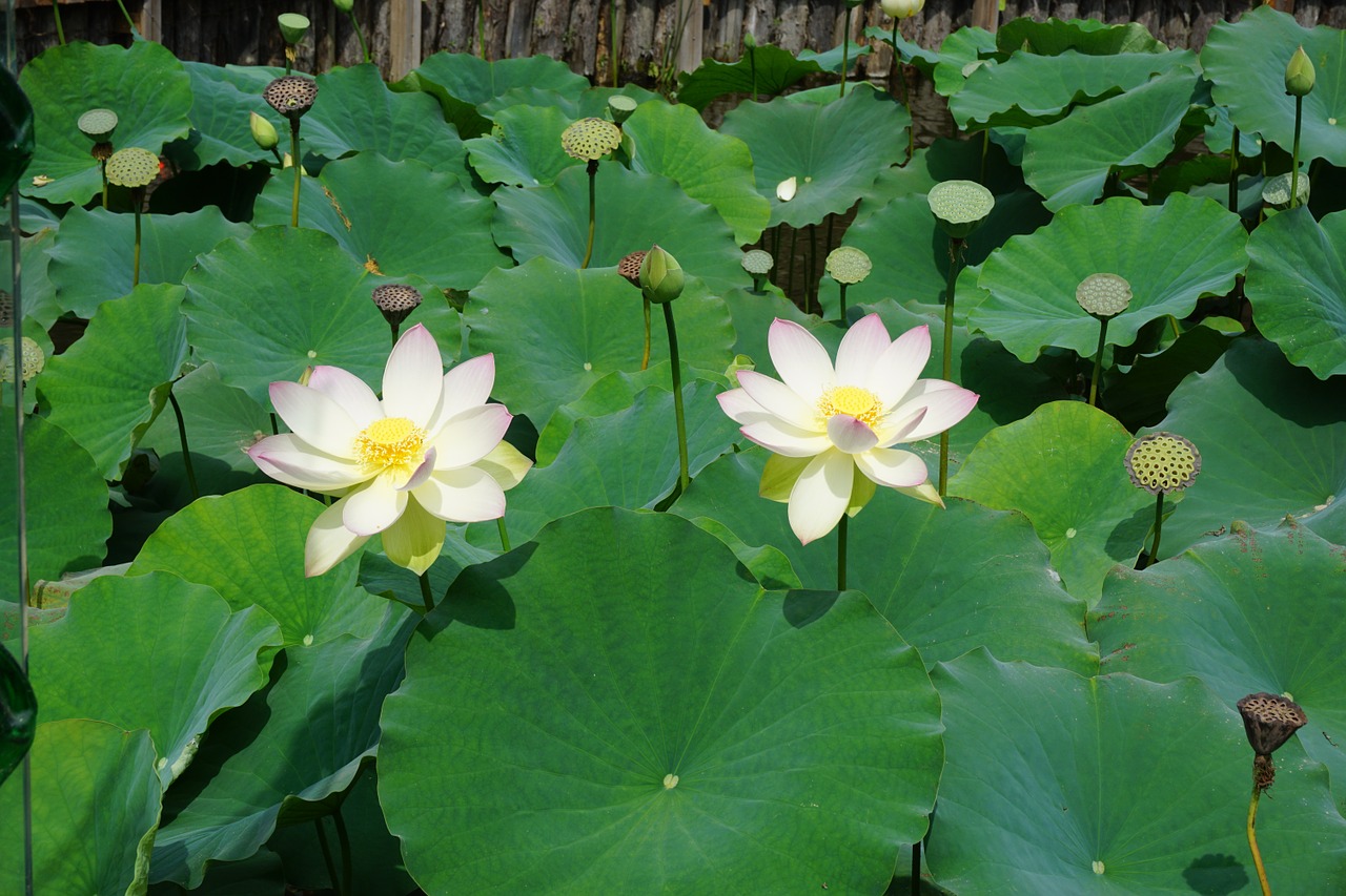 lotus flowers lake free photo