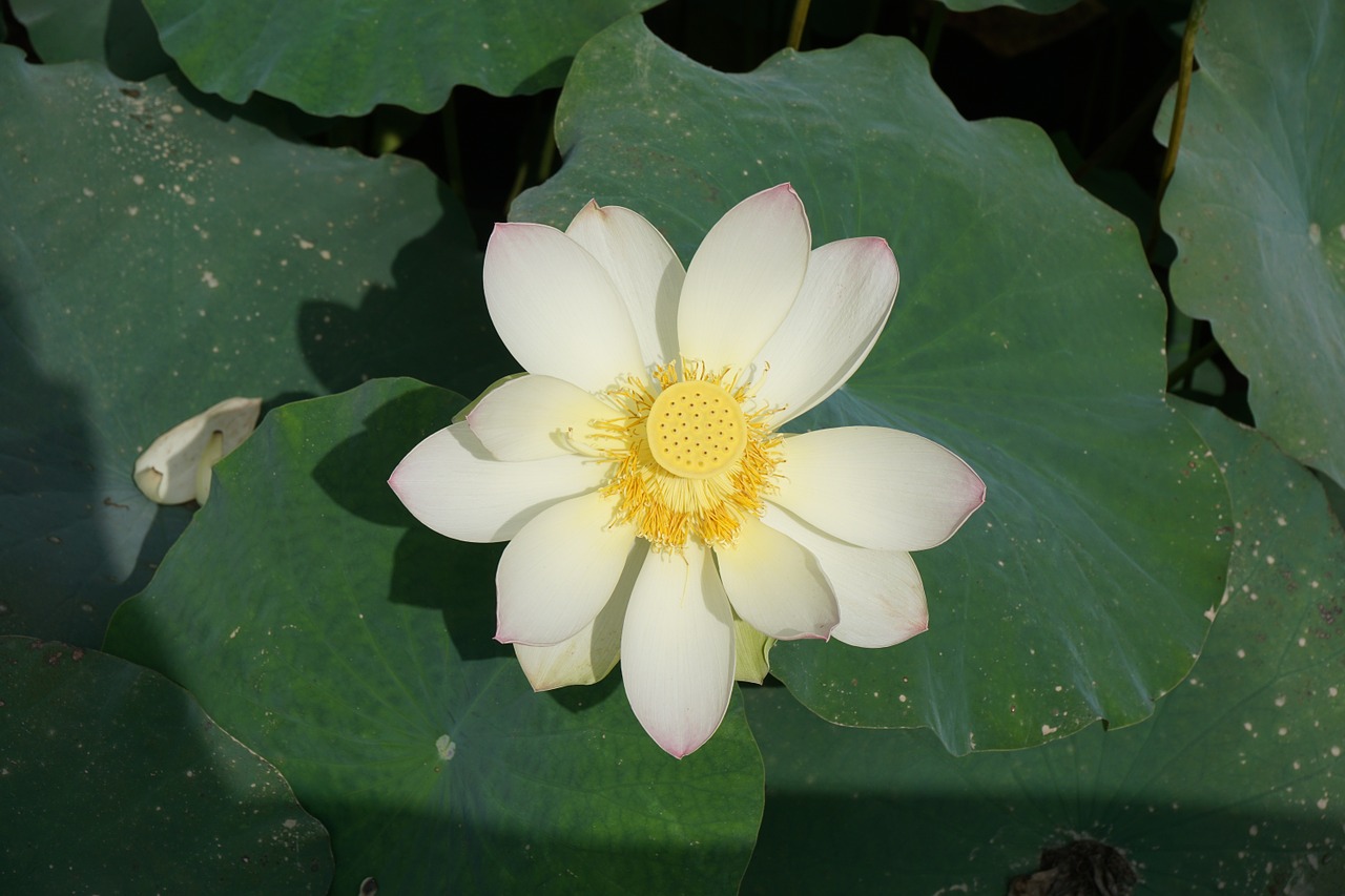 lotus nail pond free photo