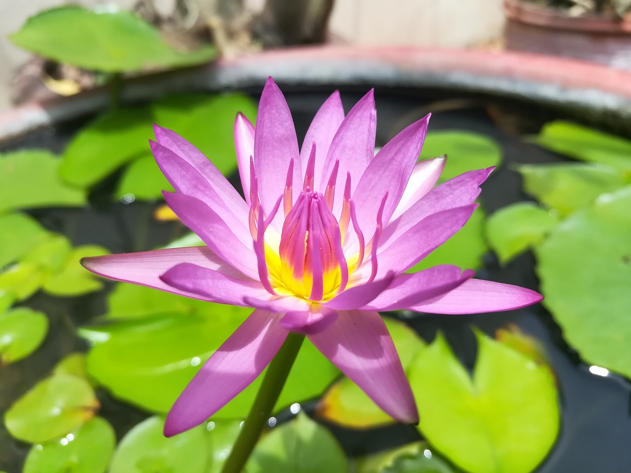 lotus basin lotus flowers free photo