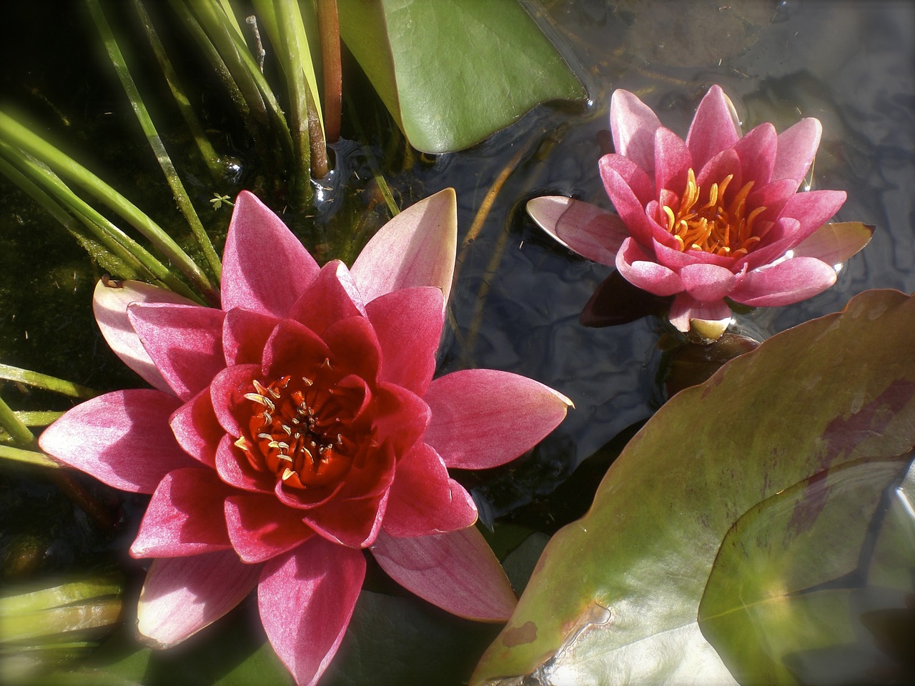 lotus blossom lotus lotus flower free photo