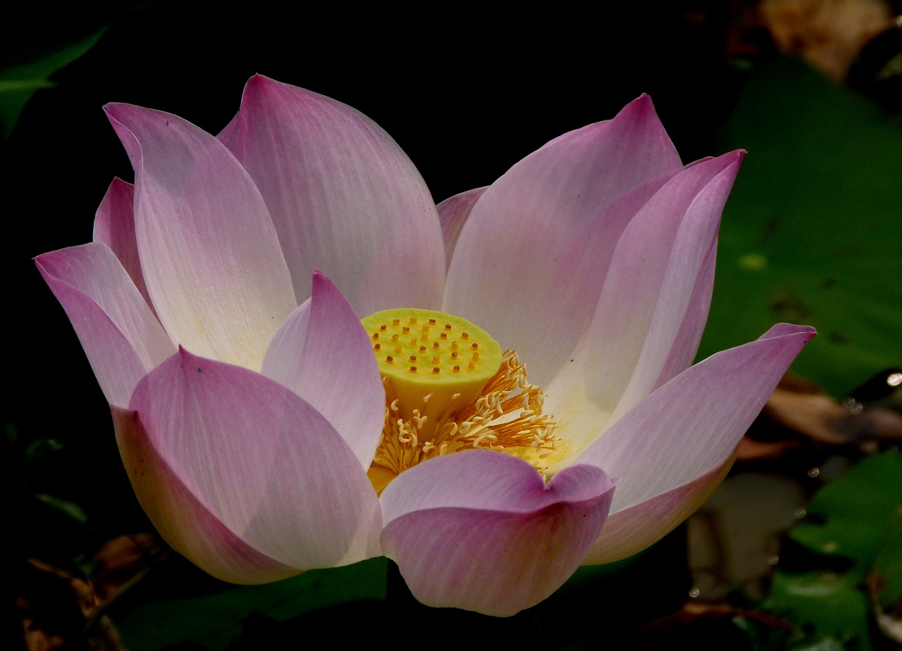 lotus blossom asia nature free photo