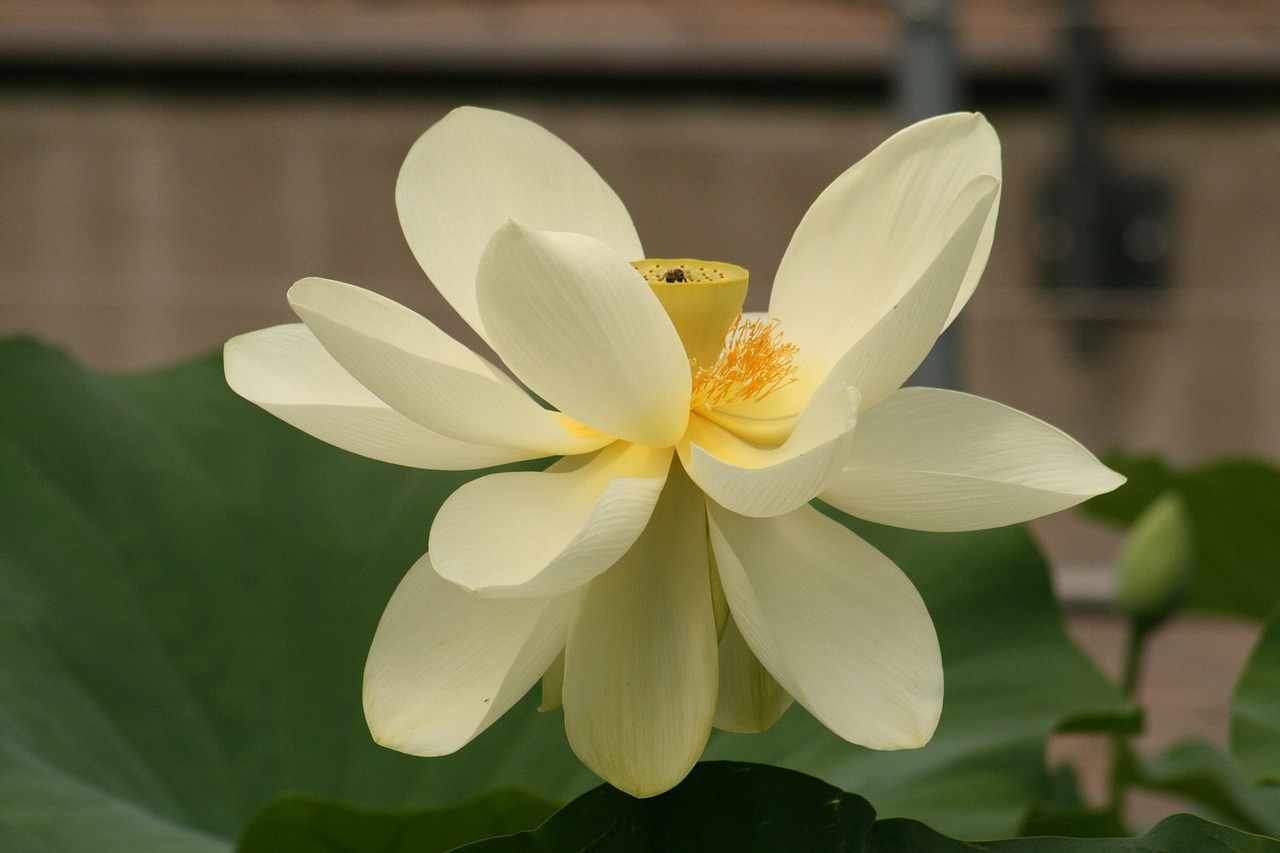 lotus blossom water lily flower free photo