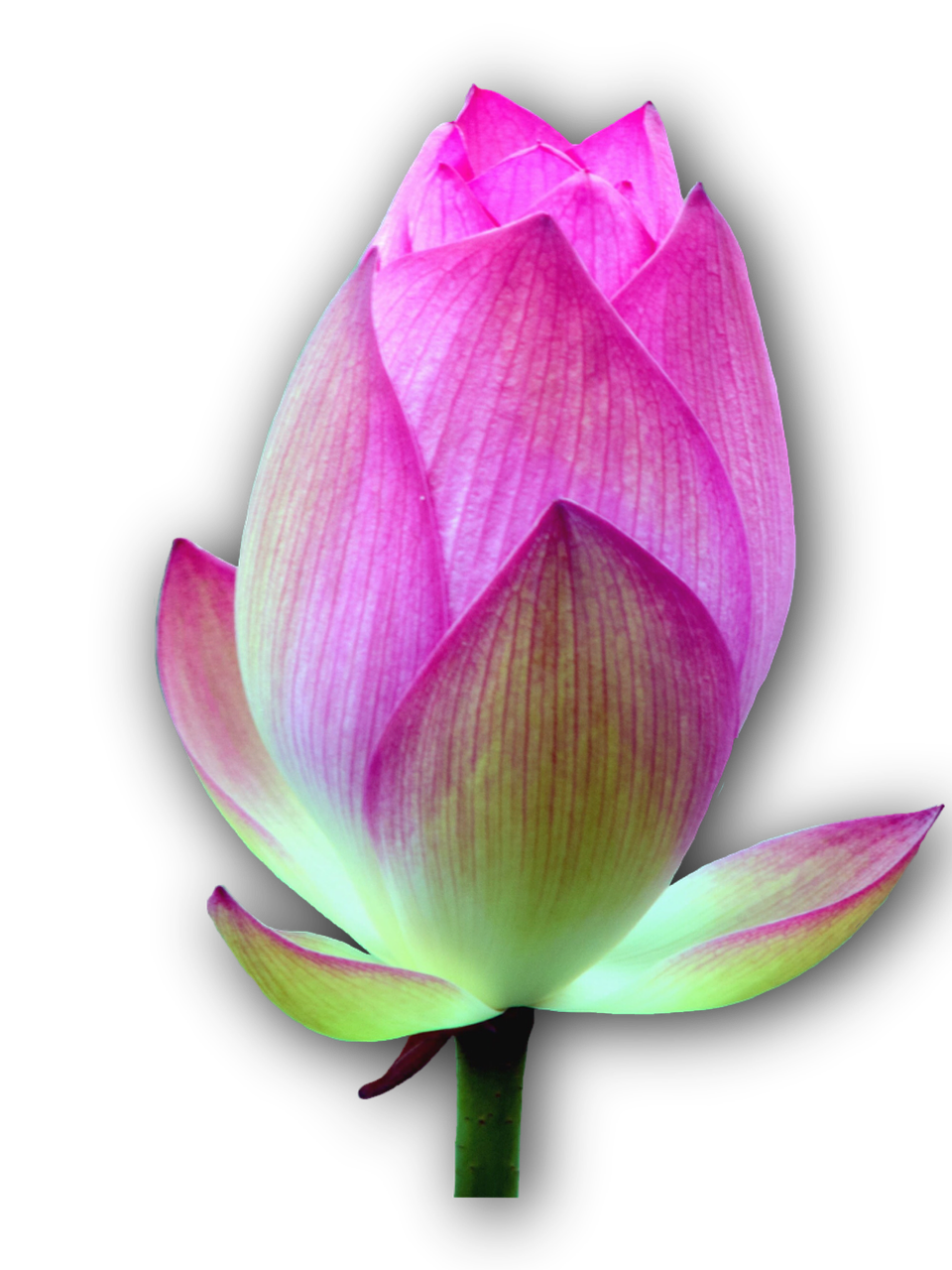 lotus blossom isolated lotus free photo