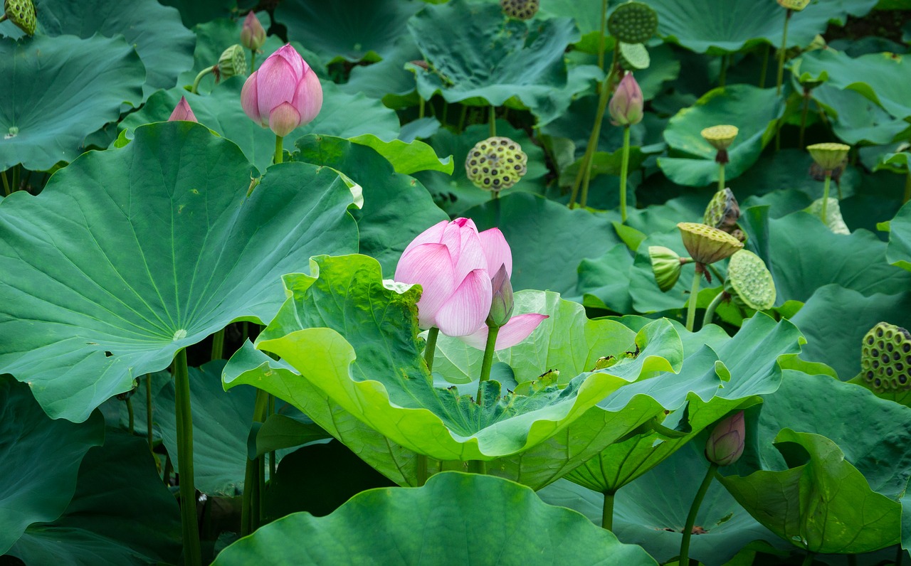 lotus blossom lotus water lily free photo