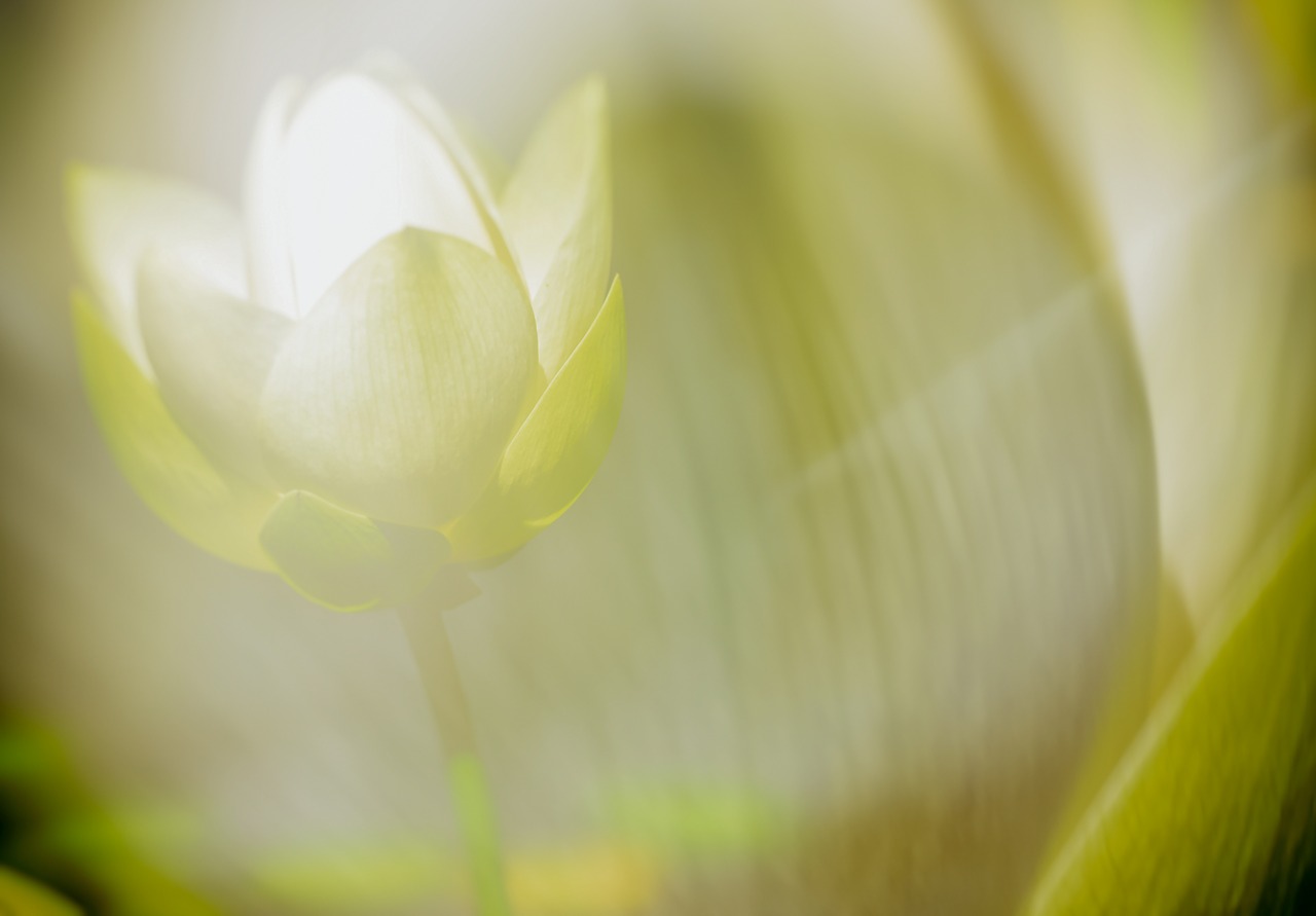 lotus blossom  lotus  flower free photo