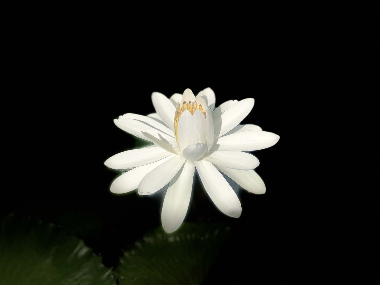 lotus blossom  white  elegant free photo