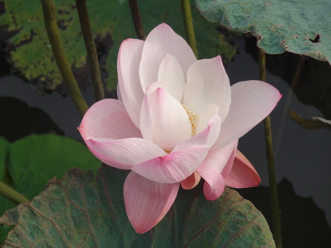 lotus blossom  flowers  water flower free photo