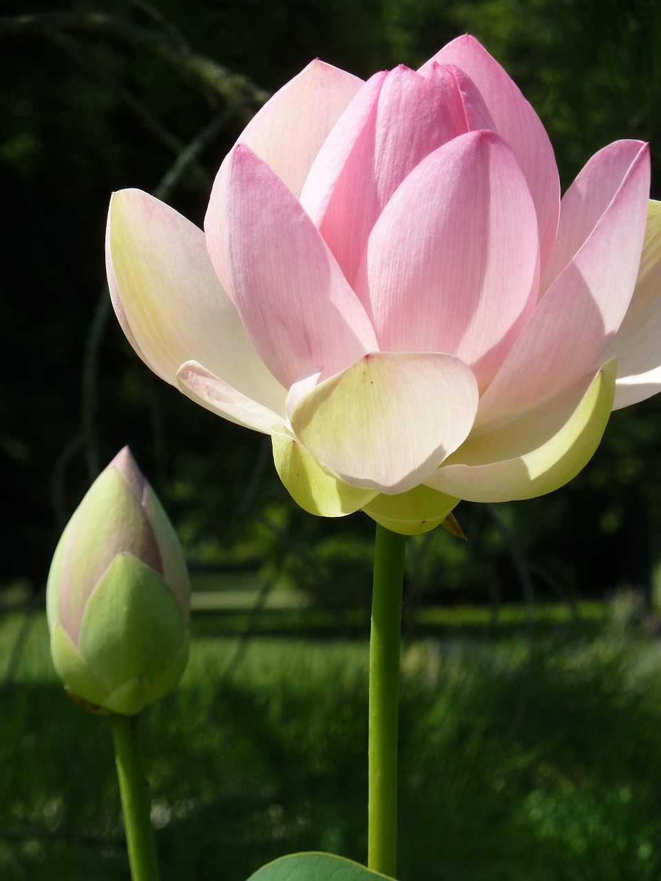 lotus blossom blossom bloom free photo