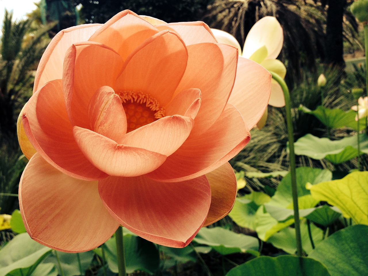 lotus blossom flower flowers free photo