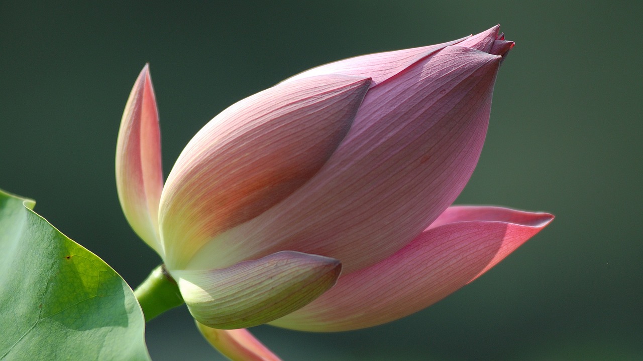 lotus blossom blossom bloom free photo