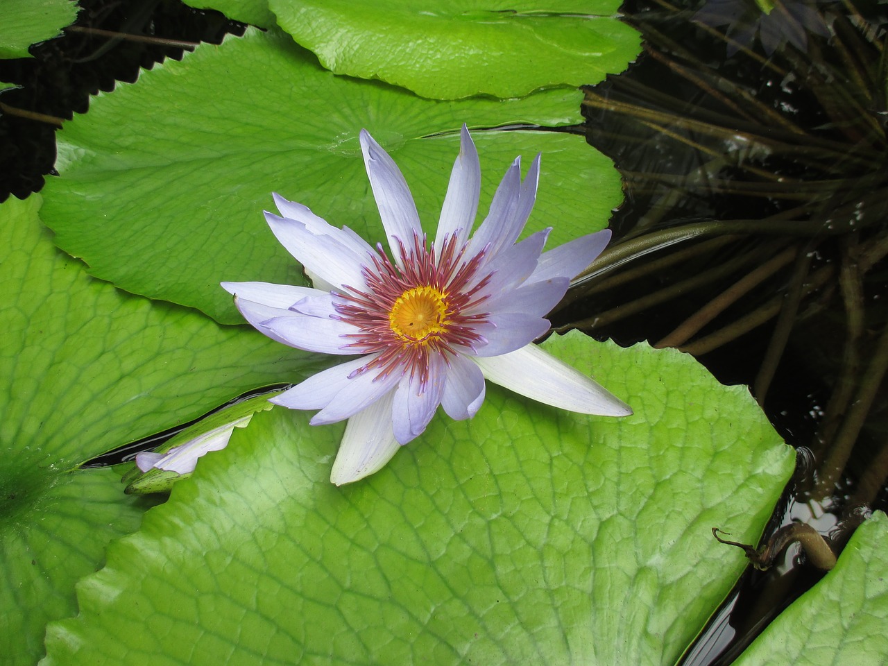 lotus blossom water lily aquatic plant free photo