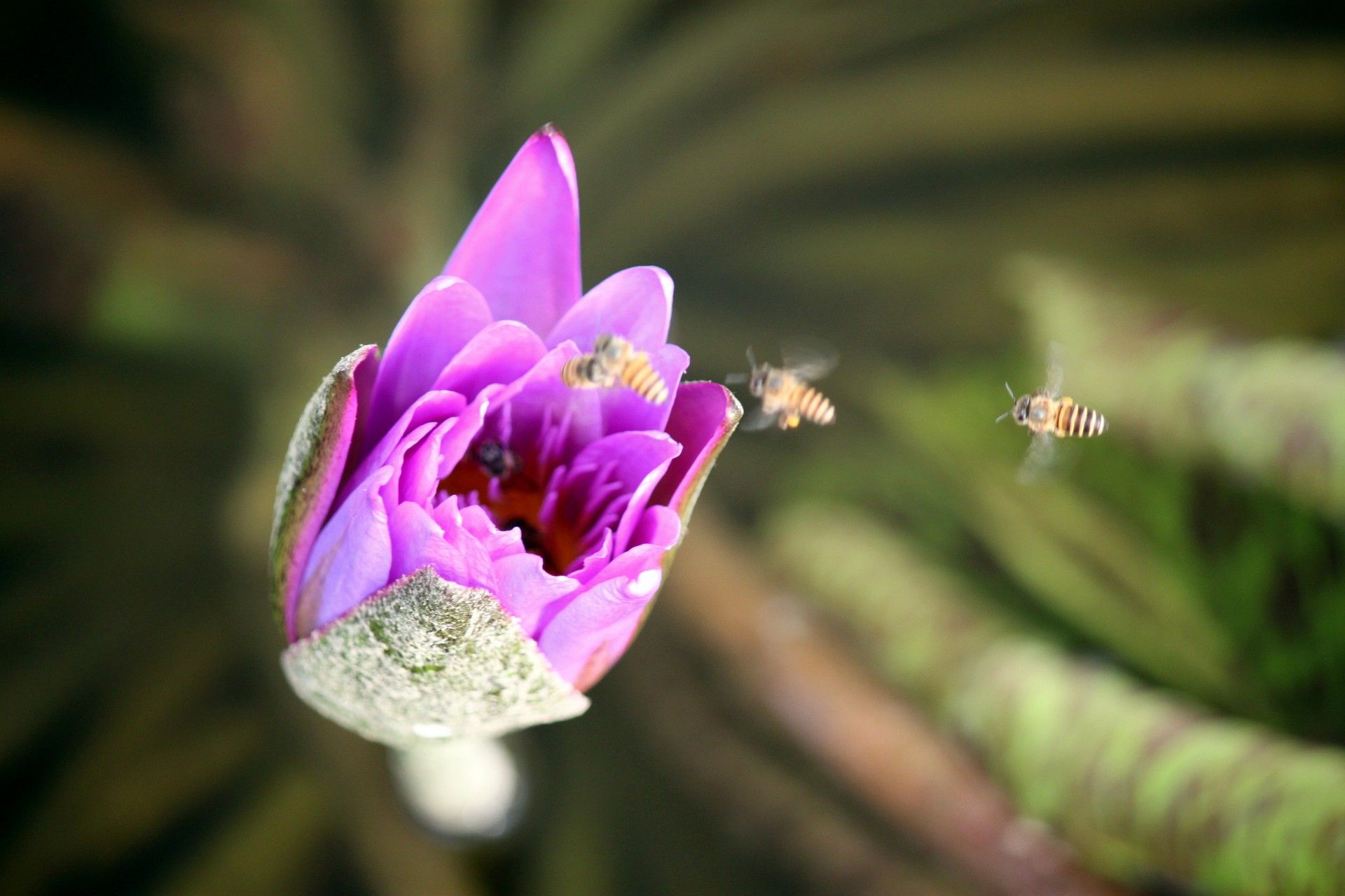 lotus bud bee inside collecting honey bee worker free photo