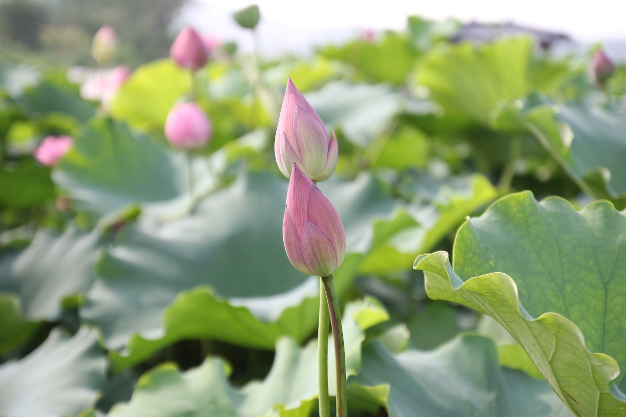 lotus buds buds lotus free photo