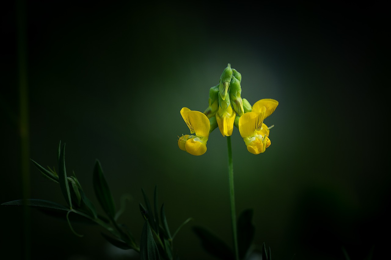 lotus corniculatus  fenugreek  klee free photo