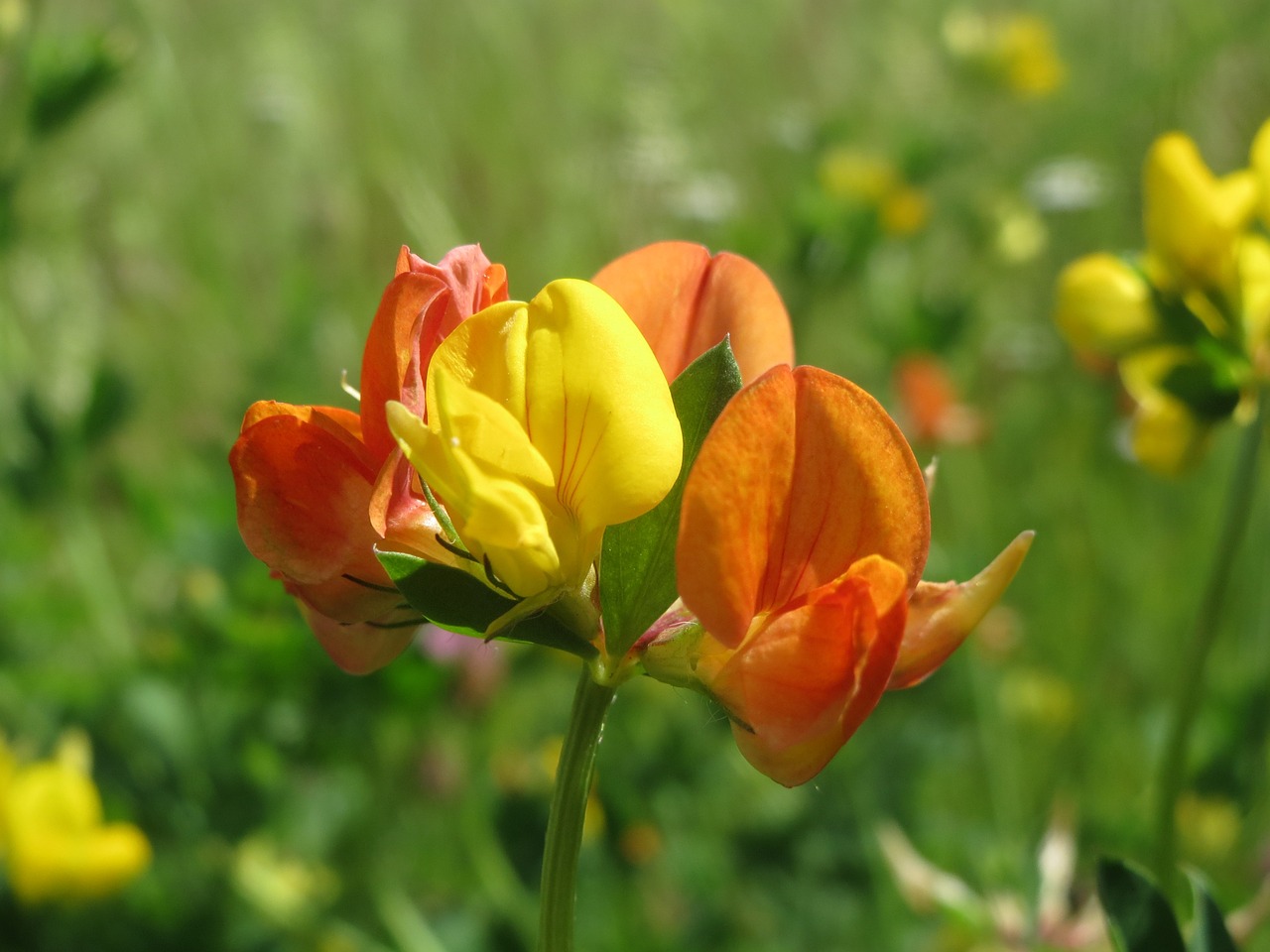 lotus corniculatus common bird's-foot trefoil bird's-foot trefoil free photo