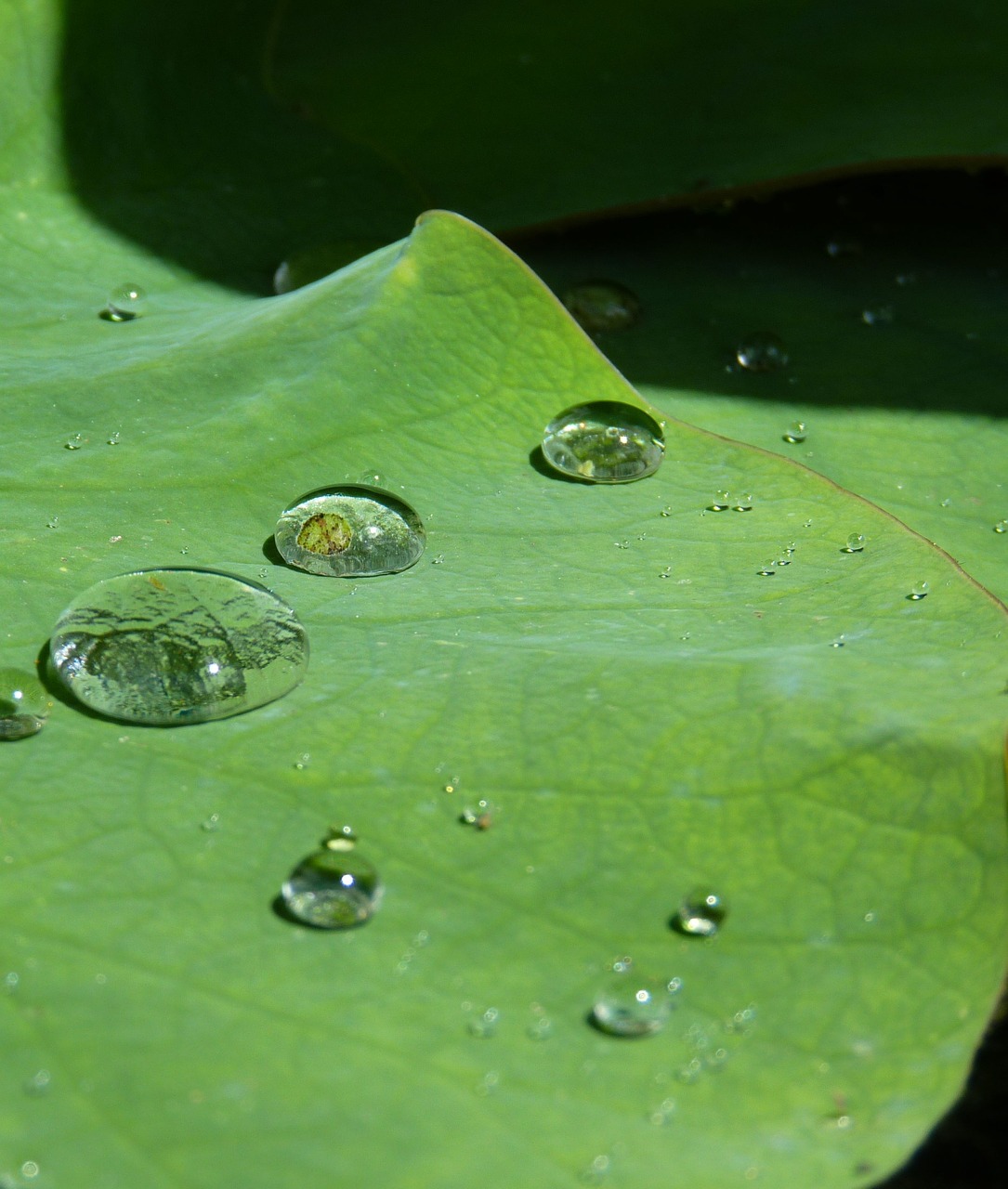 lotus effect drip water free photo