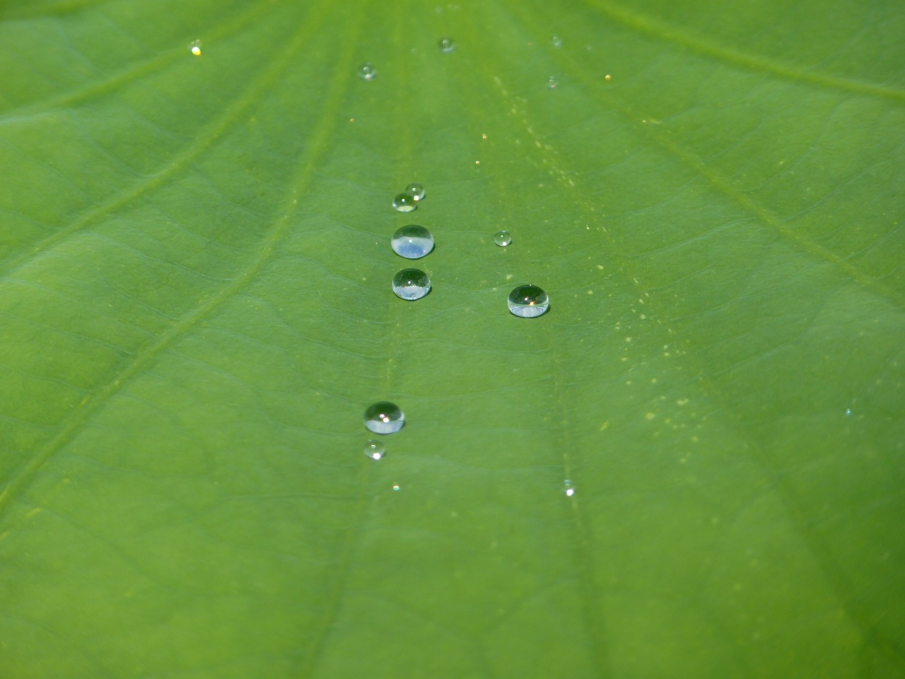 lotus effect drip water free photo