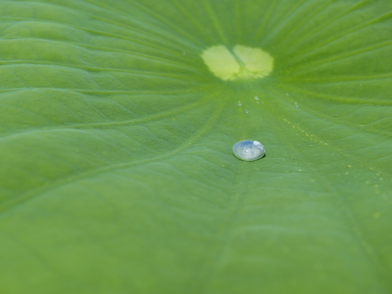 lotus effect drip water free photo