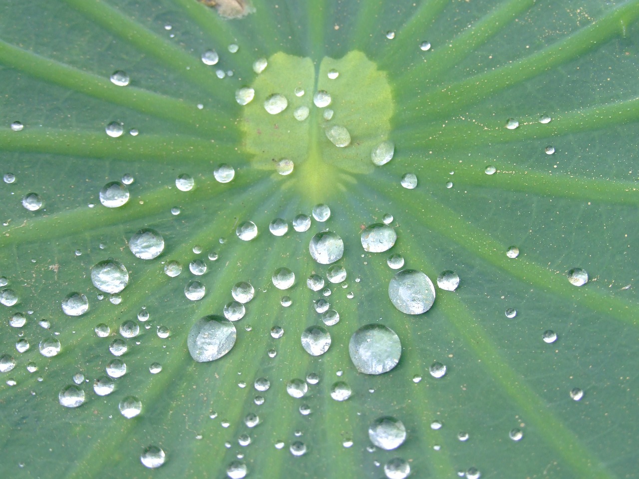 lotus effect lotus leaf water drops free photo
