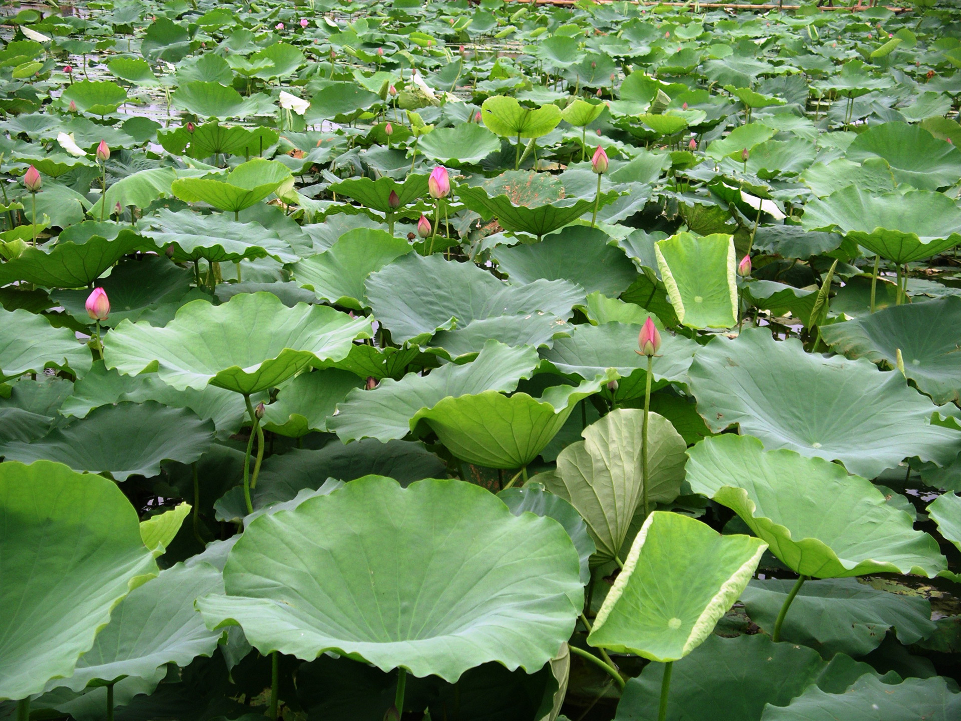 lotus blooming lotus field free photo