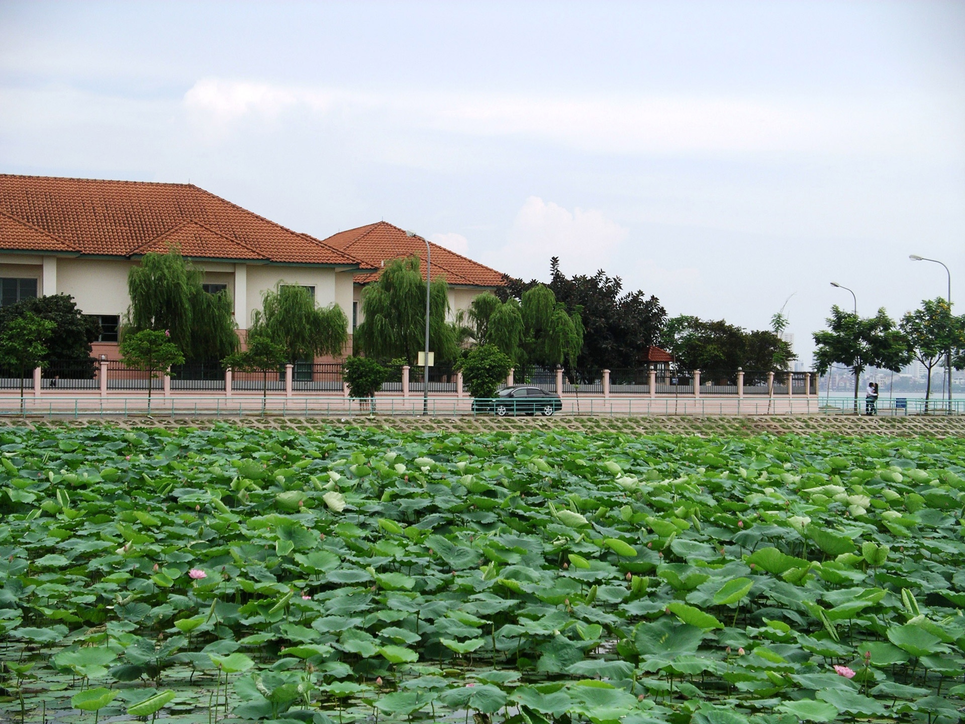 lotus field lotus field free photo