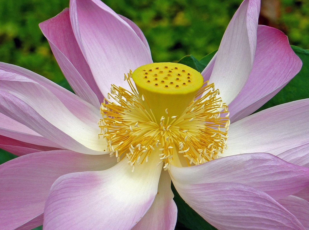 lotus flower pink bloom free photo