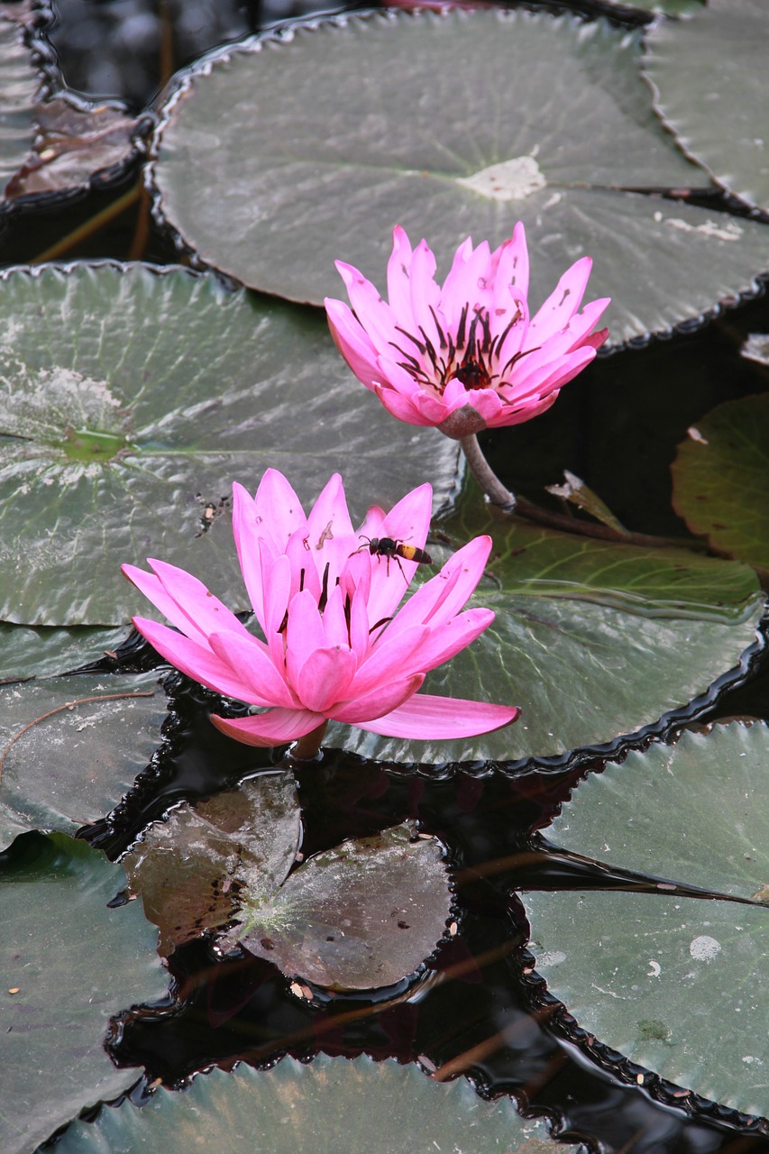 lotus flower summer plant free photo