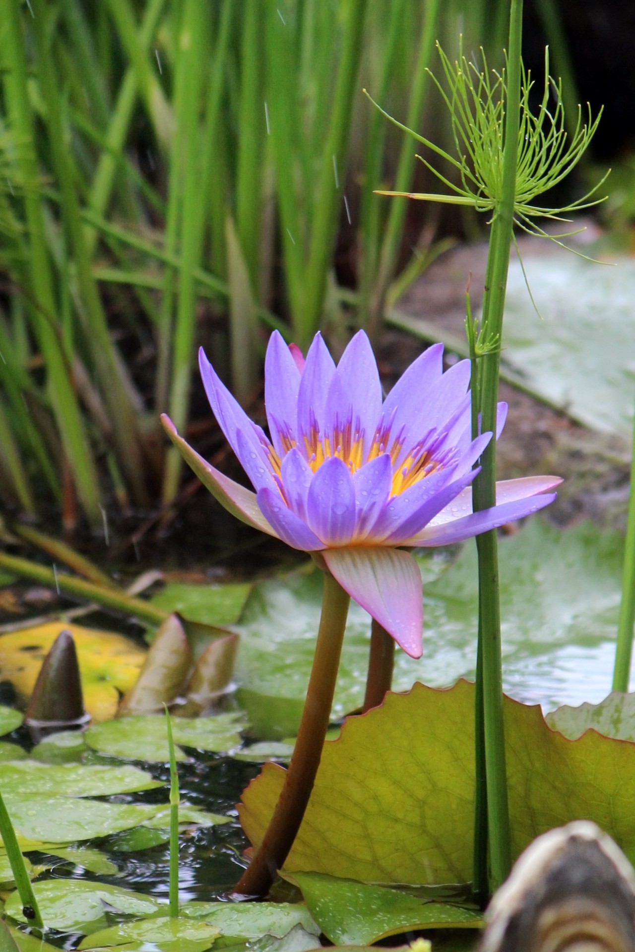 lotus flower pond free photo