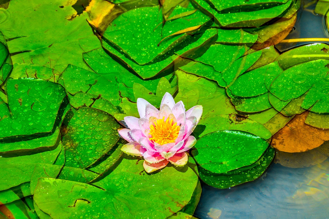 lotus flower nature garden free photo