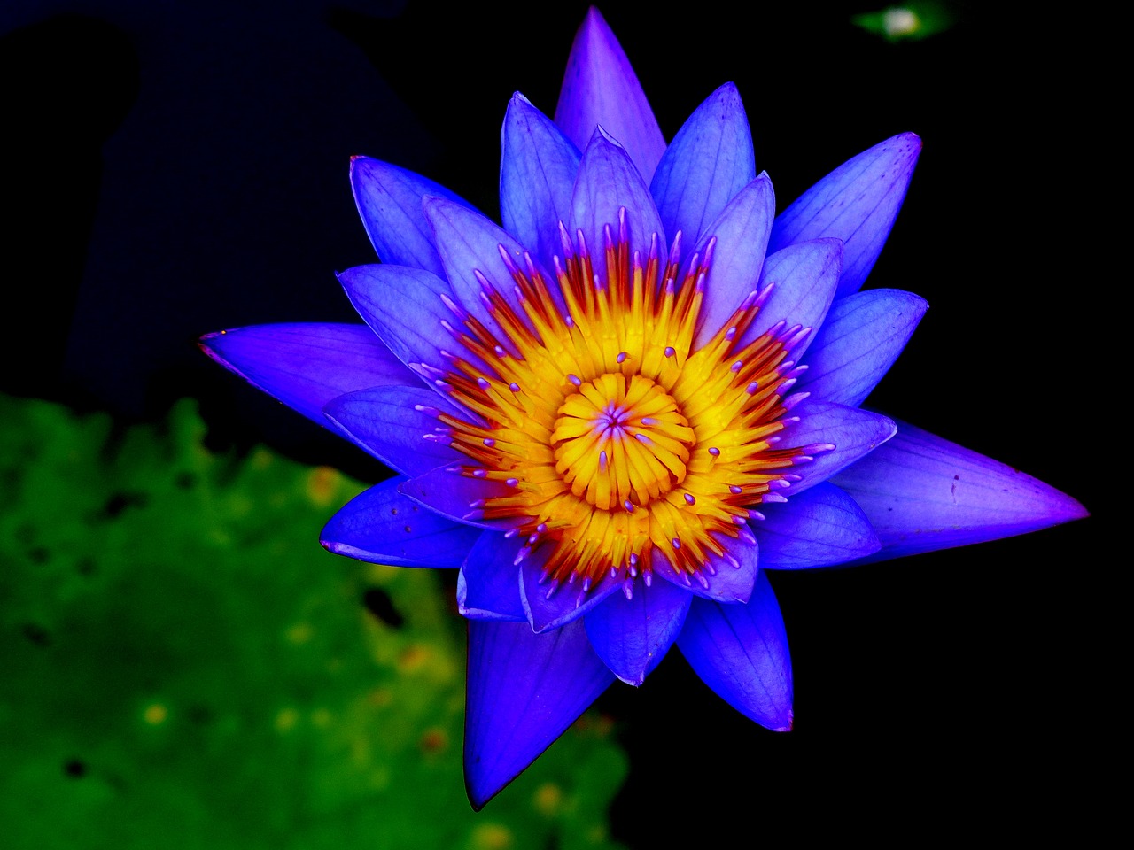 lotus flower pond aquatic free photo