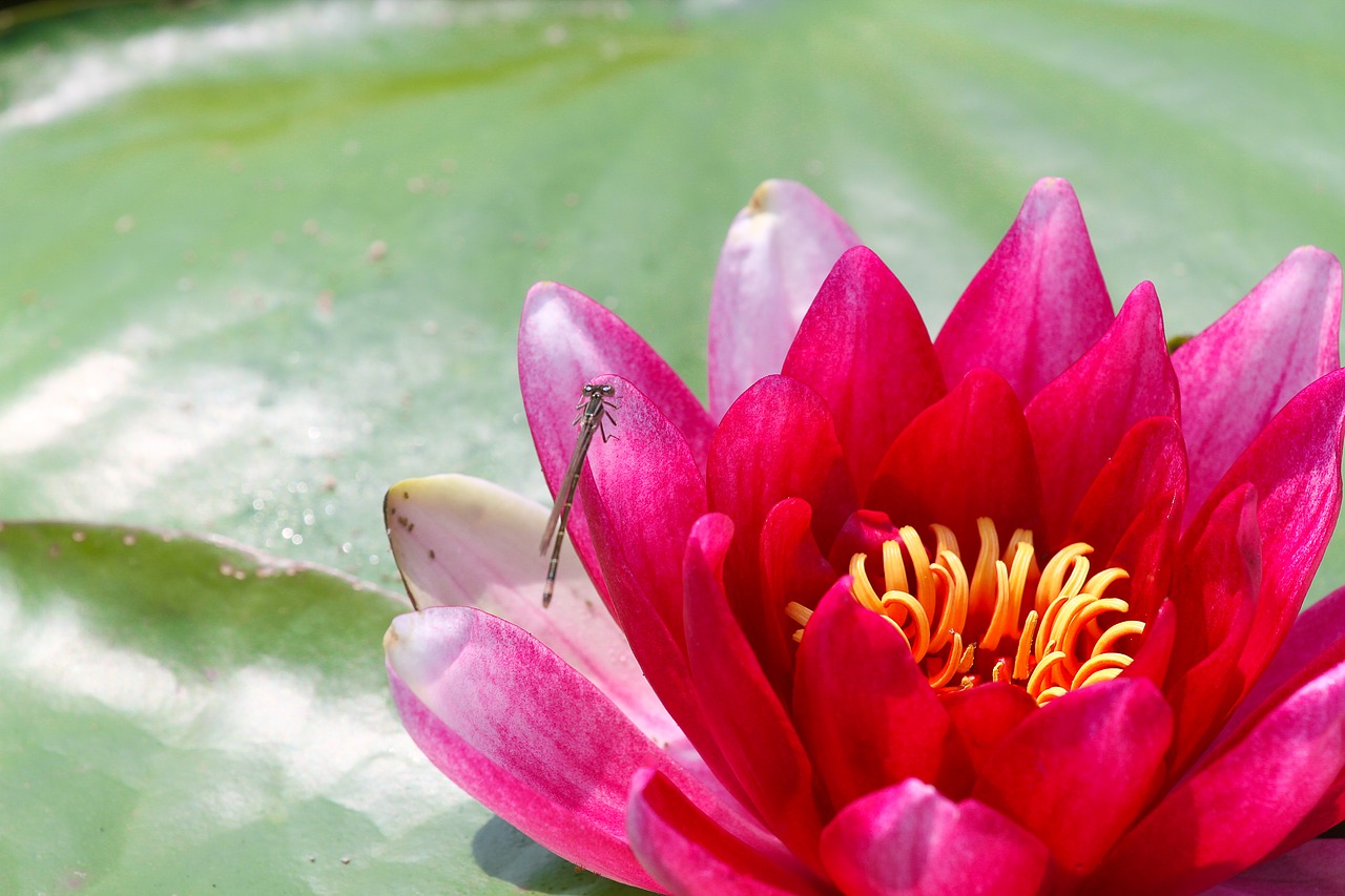 lotus flower dragonfly water free photo