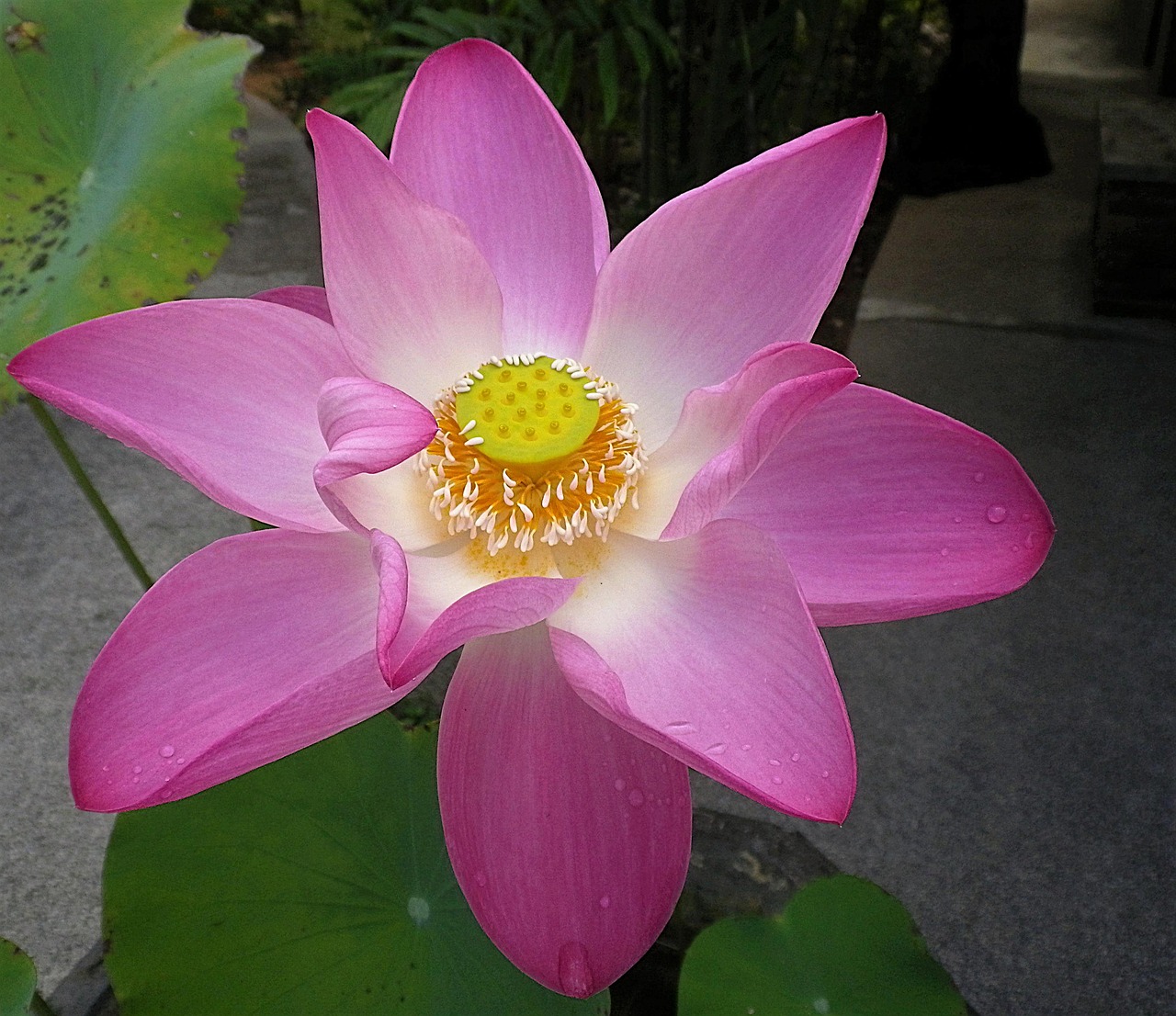 lotus flower flower lotus free photo