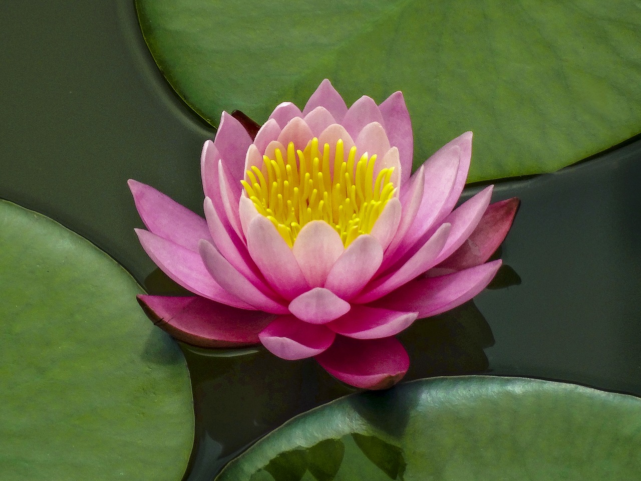 lotus flower lotus lake free photo