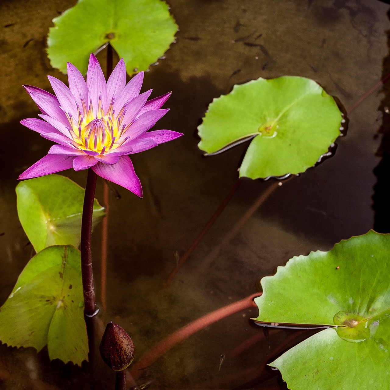 lotus flower asia flower free photo