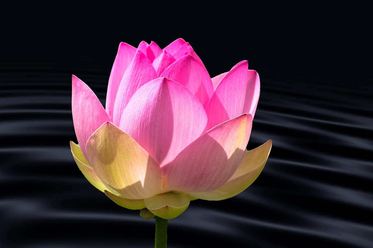 lotus flower water lily water free photo