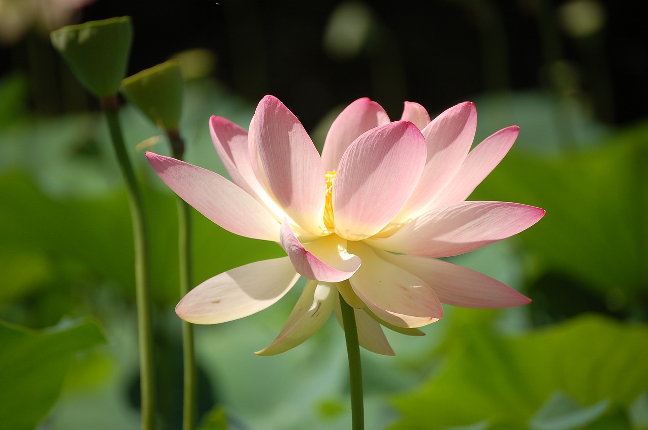 lotus flower garden park free photo