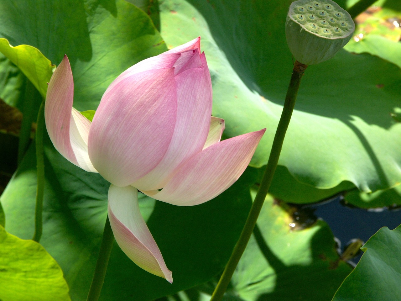 lotus flower blossom aquatic free photo