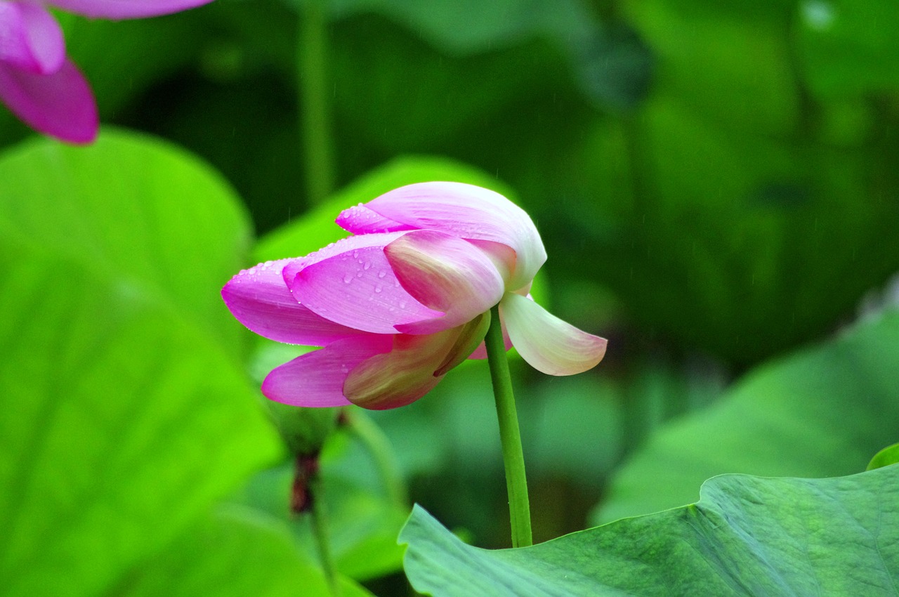 lotus flower pink lotus free photo