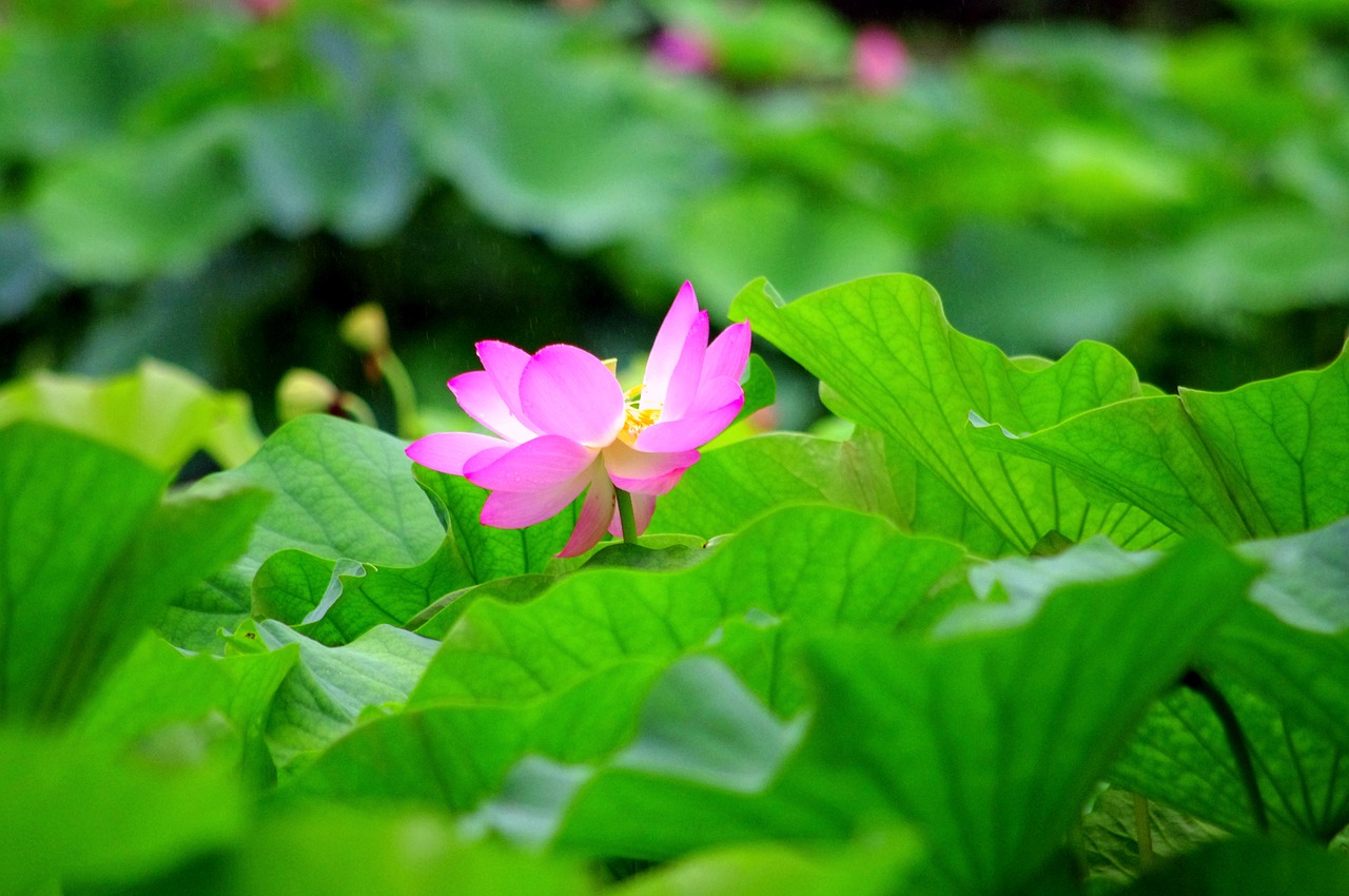 lotus flower japan water free photo