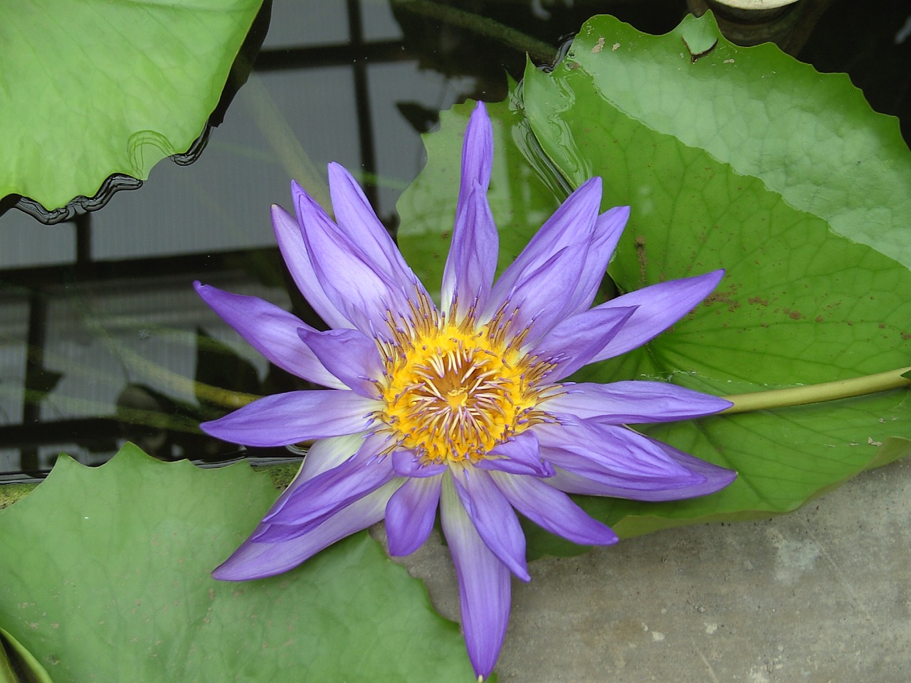 lotus flower flower rest free photo