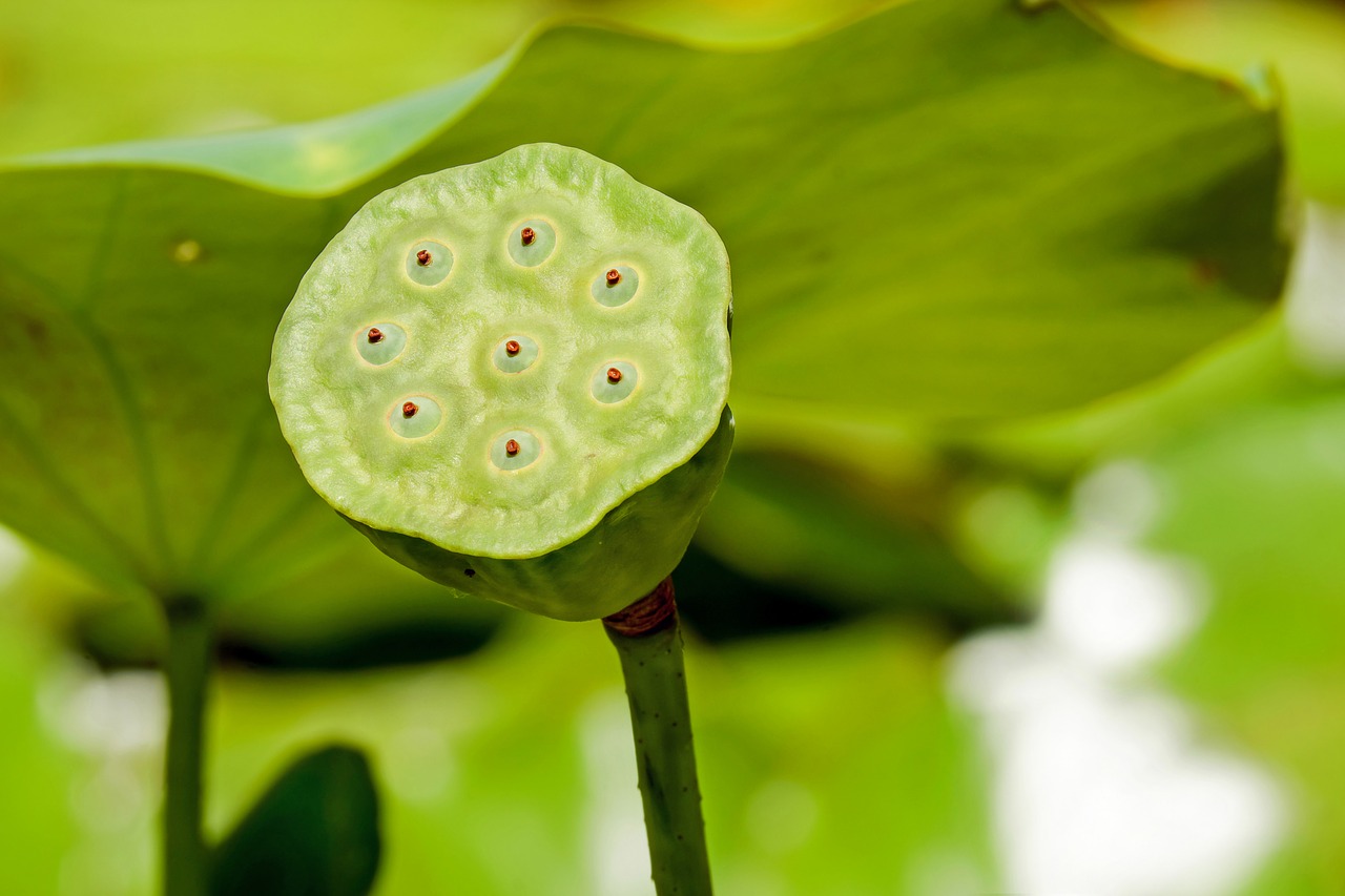 lotus flower lotus flower free photo