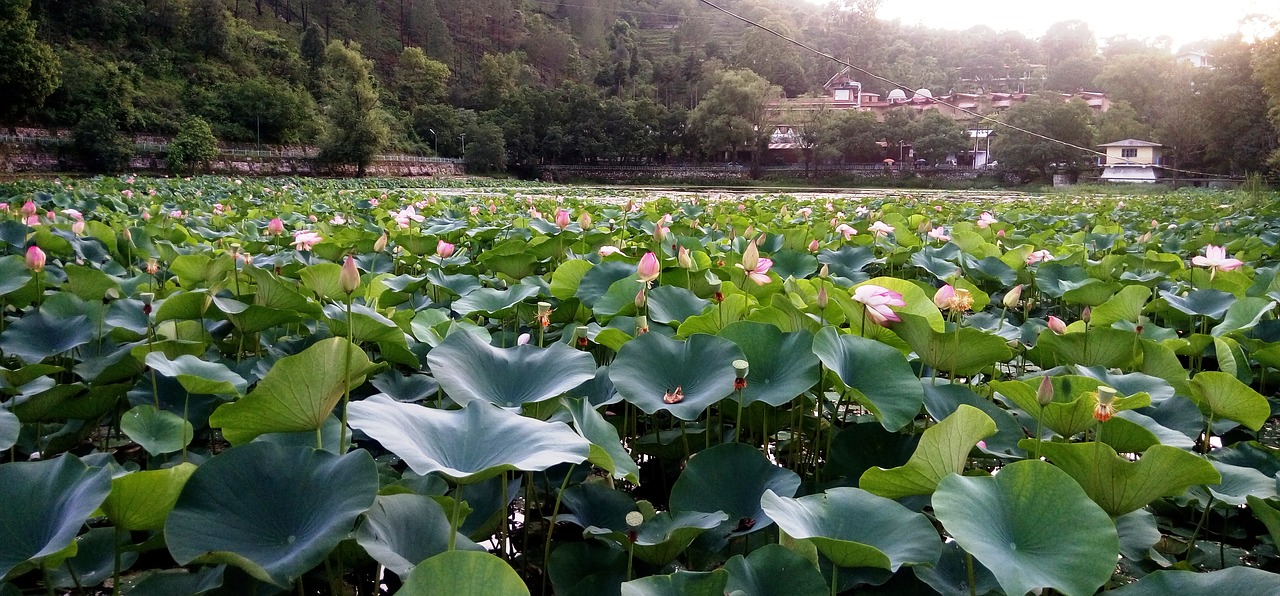 lotus flower pond blossom free photo