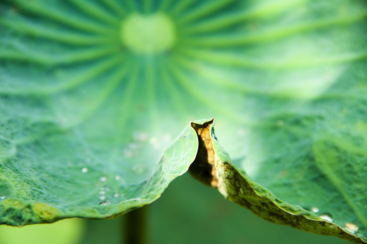 lotus flower natural green free photo