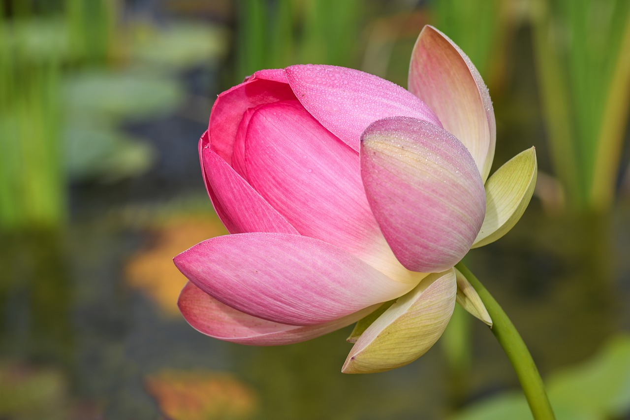 lotus flower aquatic plant flower free photo